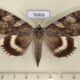 76806p Noctuidae Catocala lara Primorye $10