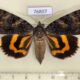 76807p Noctuidae Catocala doerriesi f Primorye $10