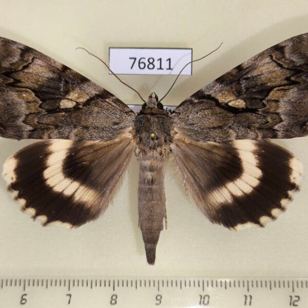 Noctuidae Catocala lara Primorye