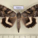 76811p Noctuidae Catocala lara Primorye $10