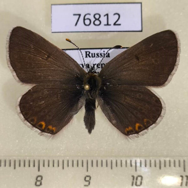Lycaenidae Eumedonia eumedon f Tyva rep.