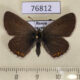 76812p Lycaenidae Eumedonia eumedon f Tyva rep. $7