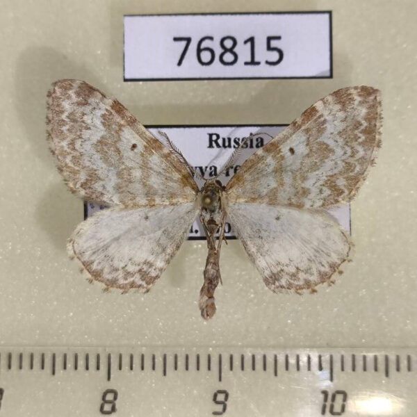Geometridae Xanthorhoe deflorata Tyva rep.