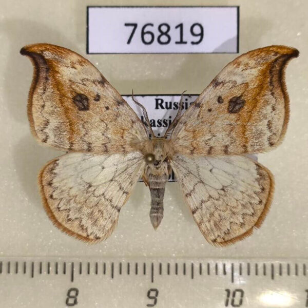 Drepanidae Drepana falcataria Khakassia rep.