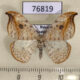 76819p Drepanidae Drepana falcataria Khakassia rep. $6