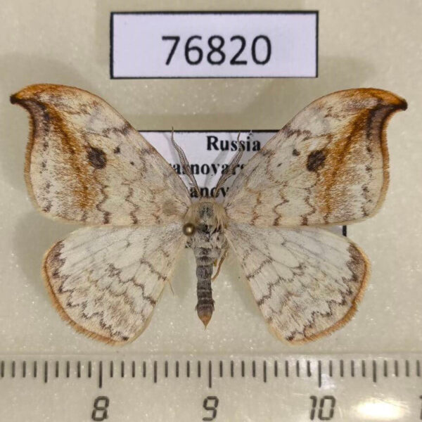 Drepanidae Drepana falcataria Krasnoyarsk reg.