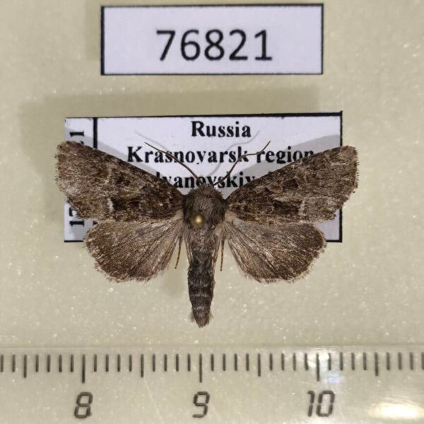 Noctuidae Oligia latruncula Krasnoyarsk reg.