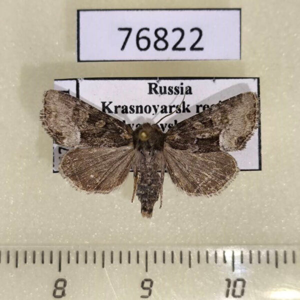 Noctuidae Oligia latruncula f Krasnoyarsk reg.
