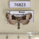 76823p Noctuidae Mesoligia furuncula Krasnoyarsk reg. $7