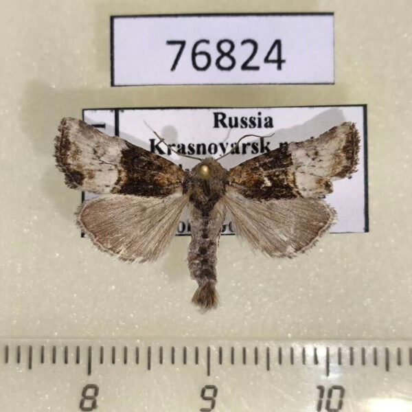 Noctuidae Mesoligia furuncula Krasnoyarsk reg.