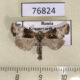 76824p Noctuidae Mesoligia furuncula Krasnoyarsk reg. $4