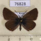 76828p Lycaenidae Eumedonia eumedon f Tyva rep. $6