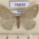 76830p Geometridae Hylaea fasciaria f Khakassia rep. $7