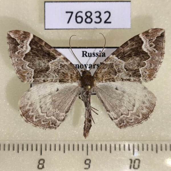 Geometridae Eulithis prunata Krasnoyarsk reg.