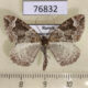 76832p Geometridae Eulithis prunata Krasnoyarsk reg. $9