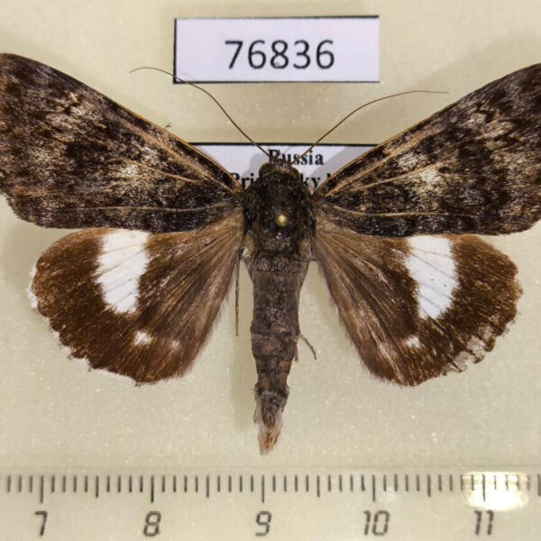 Noctuidae Catocala actaea Primorye