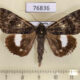 76836p Noctuidae Catocala actaea Primorye $5