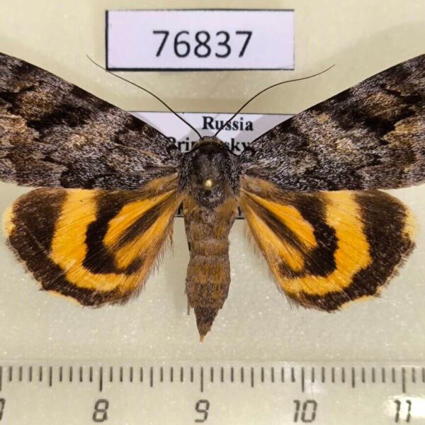 Noctuidae Catocala didenko f Primorye