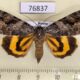 76837p Noctuidae Catocala didenko f Primorye $30