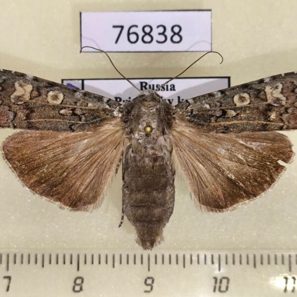 Noctuidae Actebia praecox f Primorye
