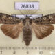 76838p Noctuidae Actebia praecox f Primorye $5