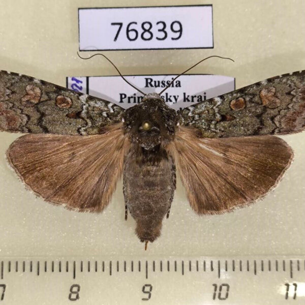 Noctuidae Actebia praecox f Primorye