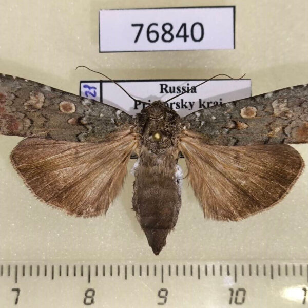 Noctuidae Actebia praecox f Primorye