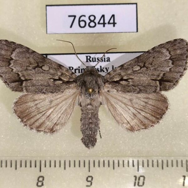 Noctuidae Acronicta leucocuspis Primorye