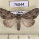 76844p Noctuidae Acronicta leucocuspis Primorye $7