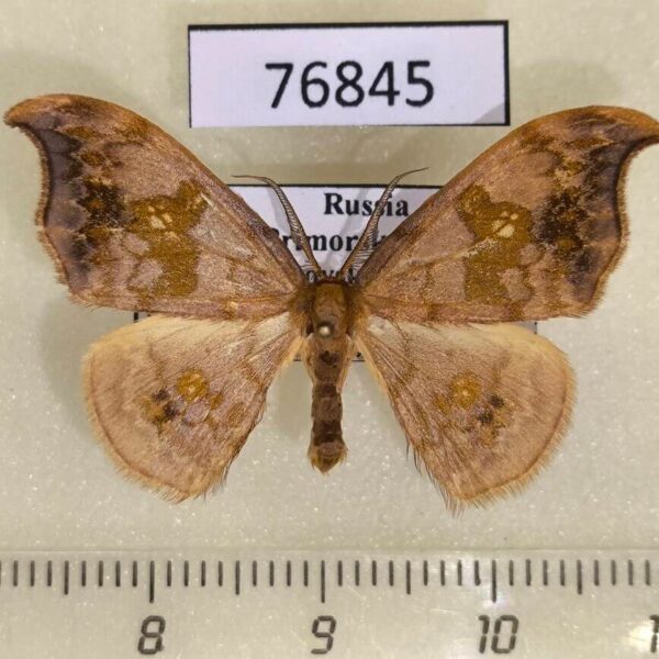 Drepanidae Sabra harpagula Primorye