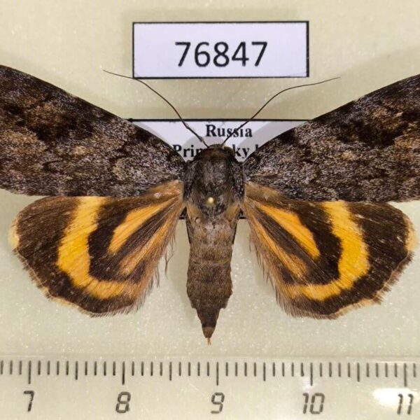 Noctuidae Catocala didenko f Primorye