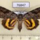 76847p Noctuidae Catocala didenko f Primorye $30