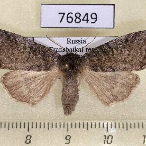 Thyatiridae Tethea or Transbaikal reg.