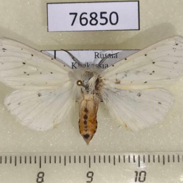 Arctiidae Spilosoma urtica Khakassia rep.