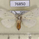 76850p Arctiidae Spilosoma urtica Khakassia rep. $3