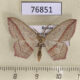 76851p Geometridae Timandra comae Krasnoyarsk reg. $3