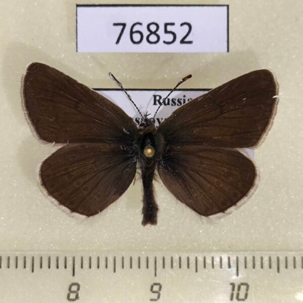Lycaenidae Eumedonia eumedon Krasnoyarsk reg.