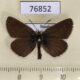 76852p Lycaenidae Eumedonia eumedon Krasnoyarsk reg. $4