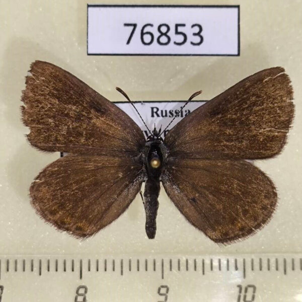 Lycaenidae Noelycaena davidi Tyva rep.