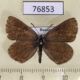 76853p Lycaenidae Noelycaena davidi Tyva rep. $3
