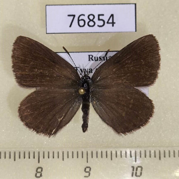 Lycaenidae Noelycaena davidi Tyva rep.