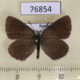 76854p Lycaenidae Noelycaena davidi Tyva rep. $6