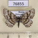76855p Geometridae Ematurga atomaria f Tyva rep. $5