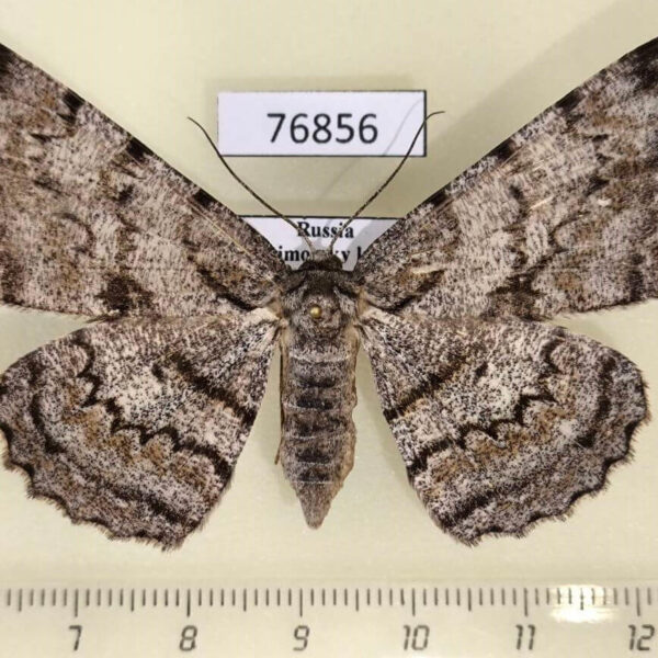 Geometridae Hypomecis roboraria f Primorye