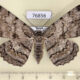 76856p Geometridae Hypomecis roboraria f Primorye $7