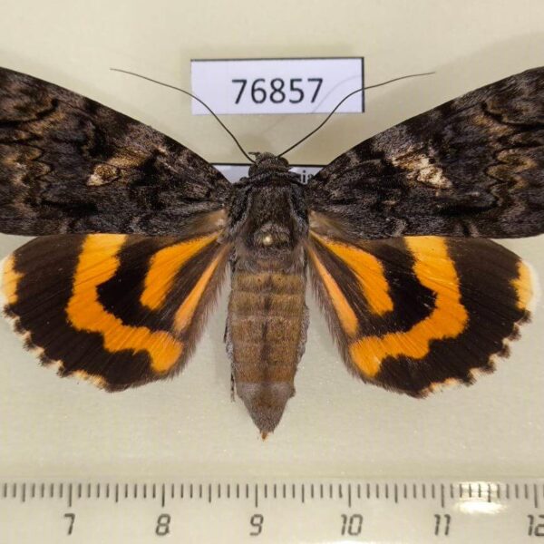 Noctuidae Catocala doerriesi f Primorye