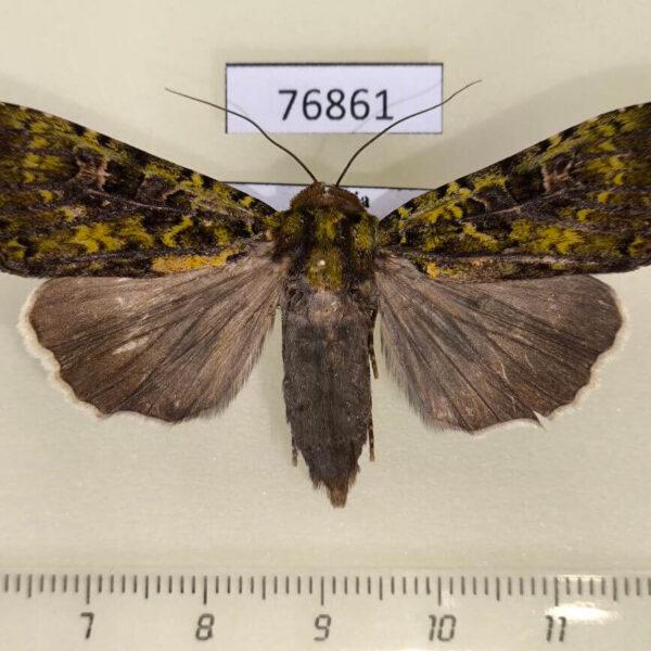 Noctuidae Anaplectoides virens f Primorye