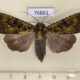 76861p Noctuidae Anaplectoides virens f Primorye $8