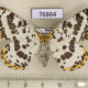 76864p Geometridae Diaprepesilla flavomarginaria f Primorye $8