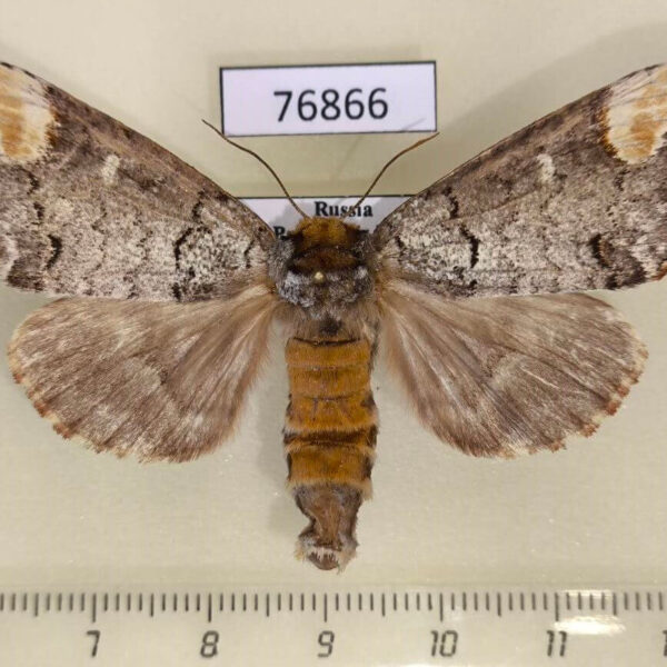 Notodontiidae Phalera assimilis Primorye